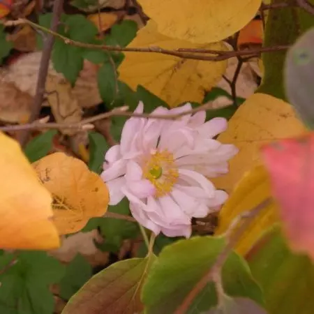 Tracensa Flowers