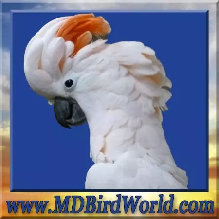 MandD BirdFarm