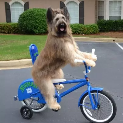 Norman Scooter dog