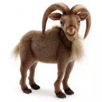 Brent Goats