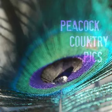 Judy Peacock